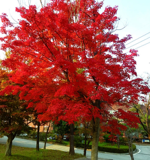 가을에 피는 꽃 단풍나무