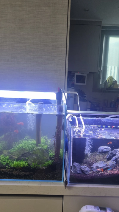 옴니쿠어산 구피 기생충 방역 사용 방법 후기