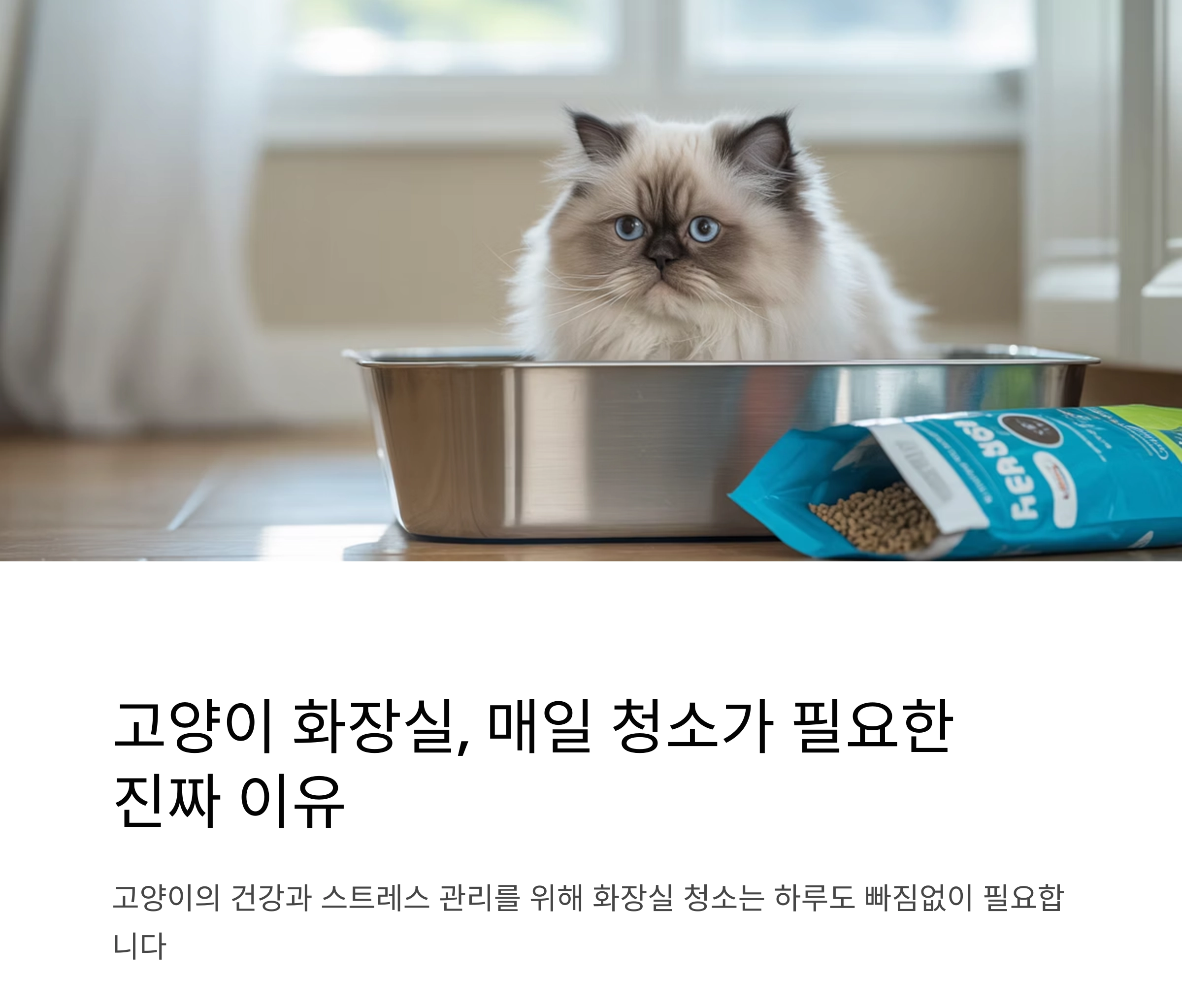고양이 화장실, 매일 청소가 필요한 진짜 이유