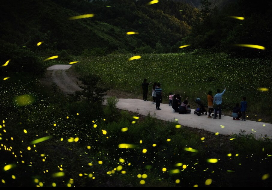 무주반딧불축제