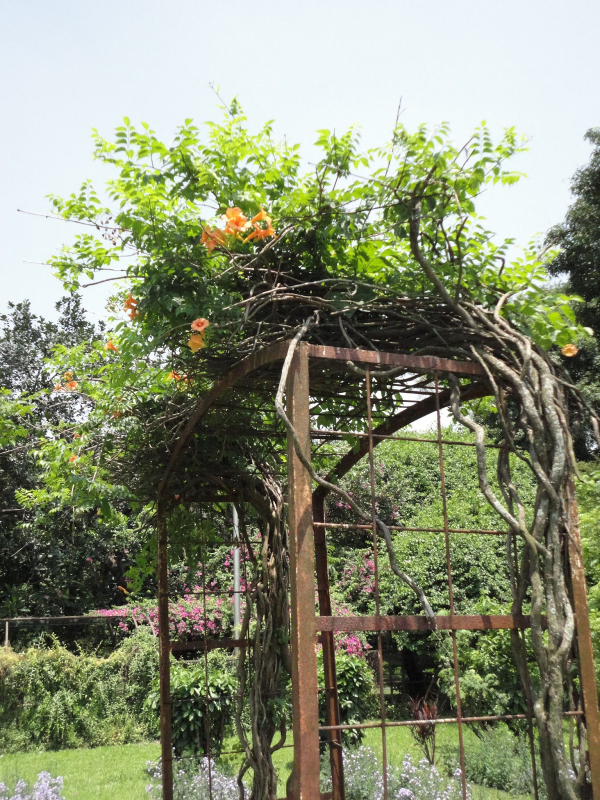 능소화 꽃말 묘목 키우기 꽃 명소 개화시기 전설 독성 삽목 시모음