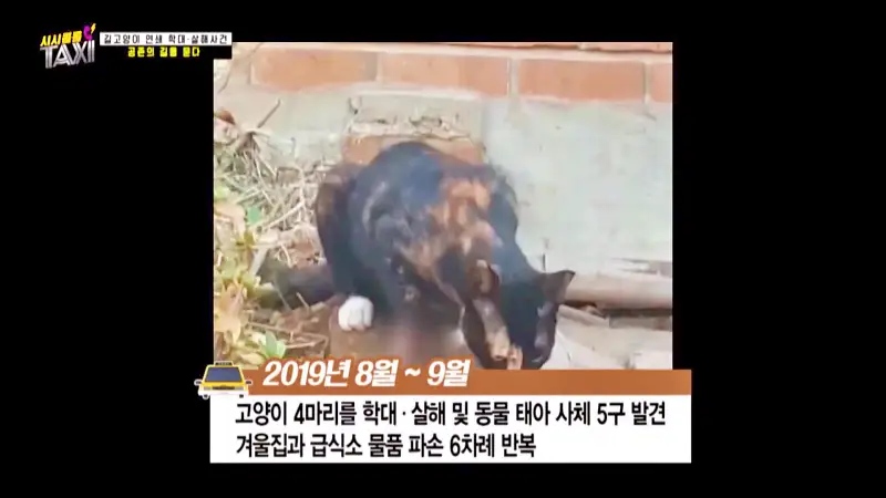 그알 그것이알고싶다 포항 고양이 연쇄 살해 사건 캣맘 불법 먹이 투기 행위 반대 캣 프레데터 강력 살인 범죄 징조 사례 1318회