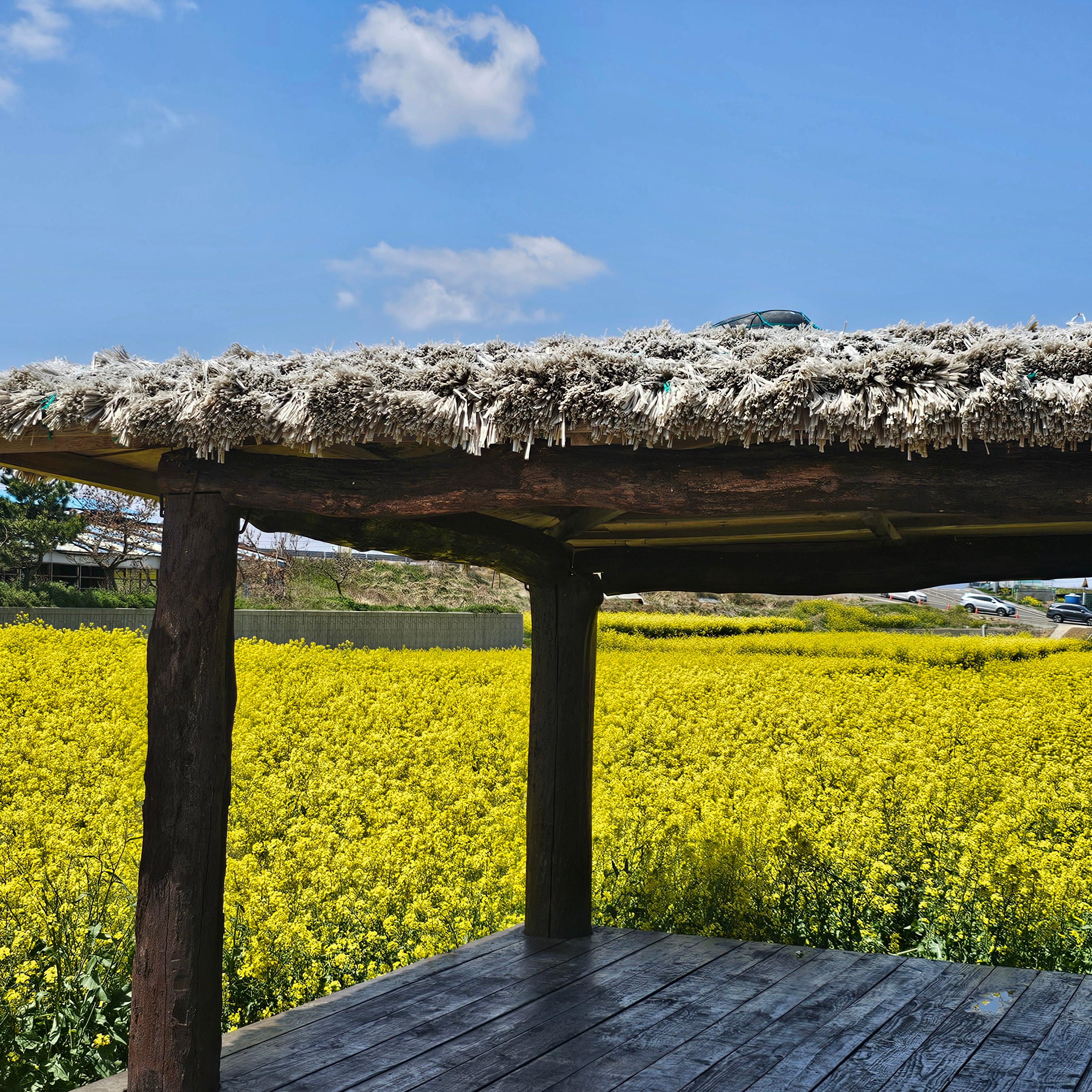 포항 호미곶 유채꽃에 바다를 담다