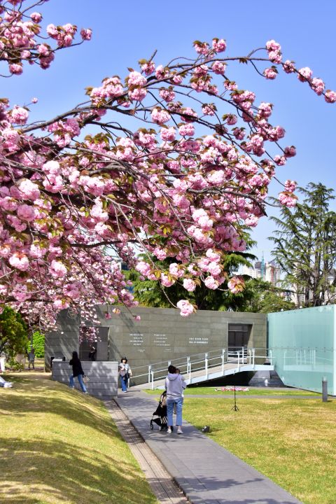 부산 겹벚꽃 명소 부산 유엔공원