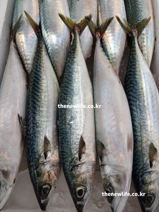 고지혈증에 좋은 음식 고등어 실사진