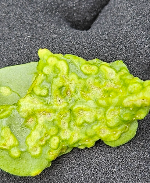 구기자혹응애 벌레혹 뒷면