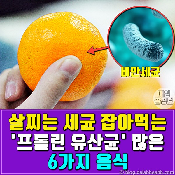 비만세균 잡는 프롤린유산균 많은 음식