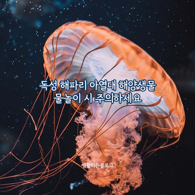 바다속_해파리