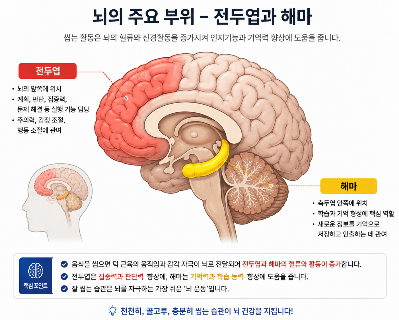 씹는 활동은 뇌의 혈류와 신경활동을 증가시켜 인지기능과 기억력 향상에 도움을 주는 이미지