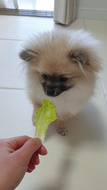 상추를 치는 강아지