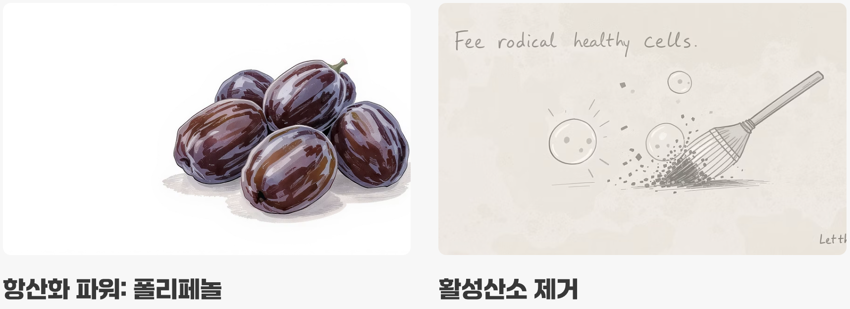 3. 시간을 되돌리는 마법, '항산화 파워'