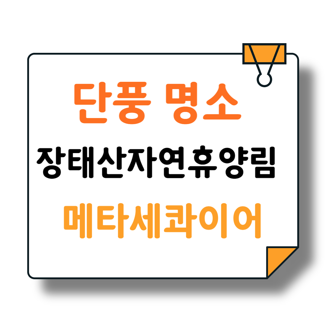 🍁가을의 축제 단풍 명소 대전 장태산 자연휴양림 메타세콰이아🍁