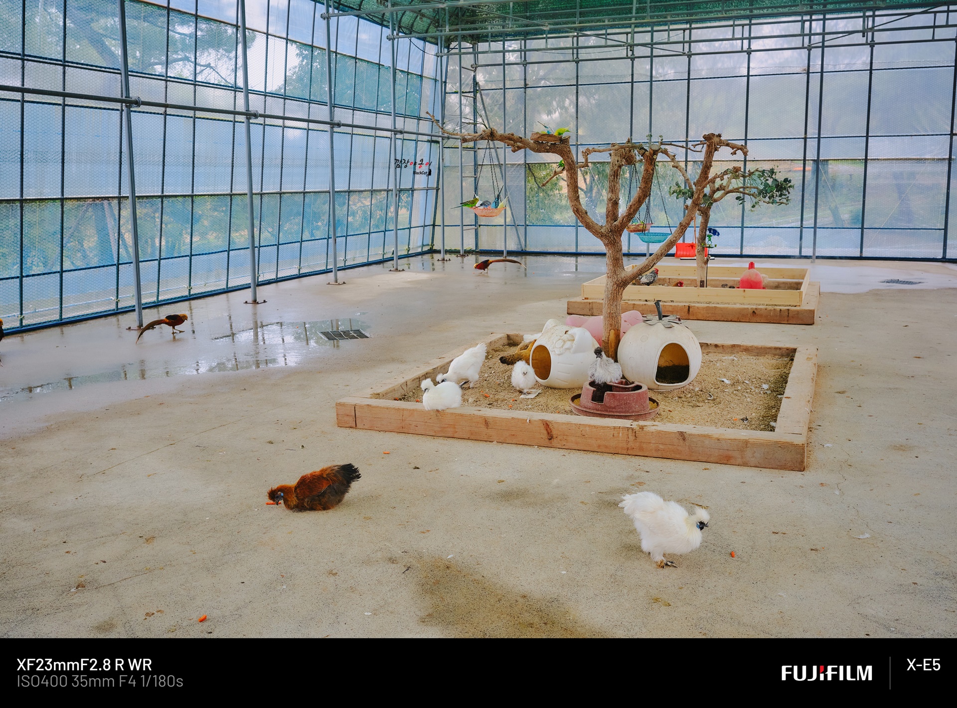 울산 하늘목장 페인트실키와 사랑앵무 관람 구역