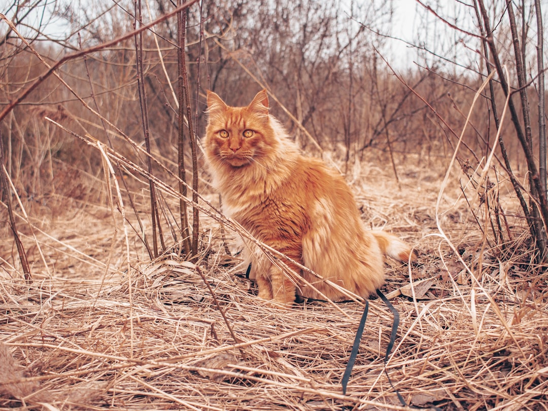 Maine Coon