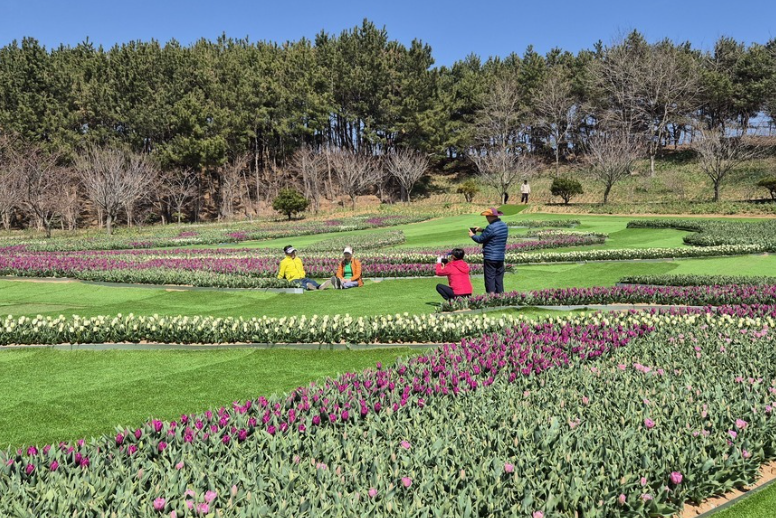 태안 튤립 축제 기간