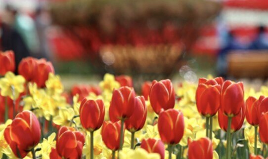 태안 튤립축제