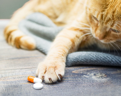 약에 손을 뻗고 있는 고양이.