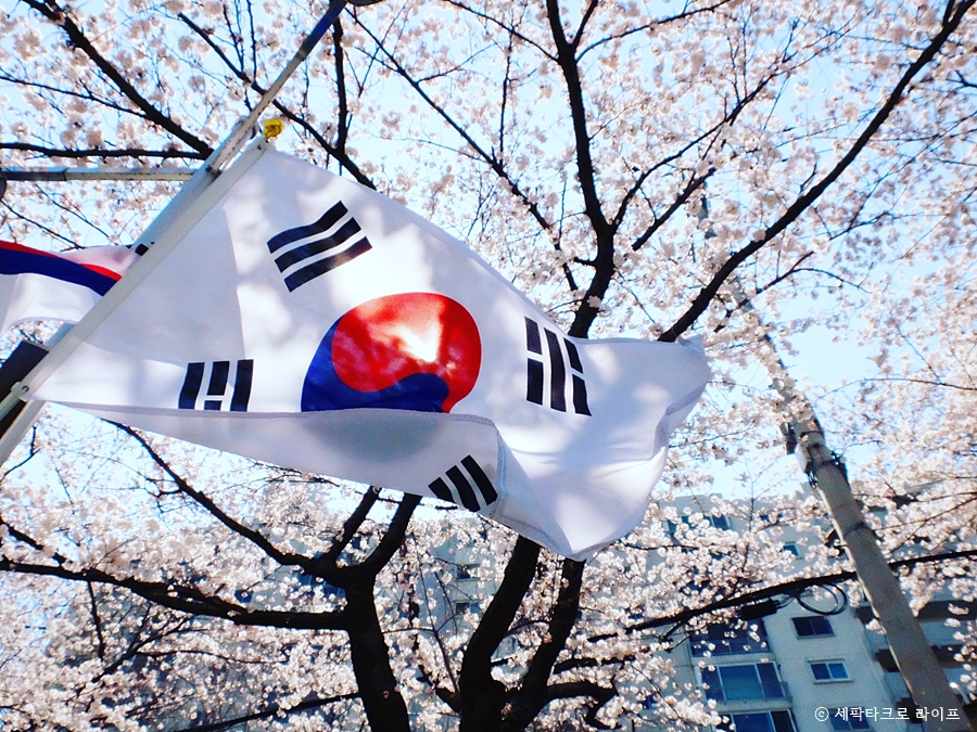 온천천벚꽃사진