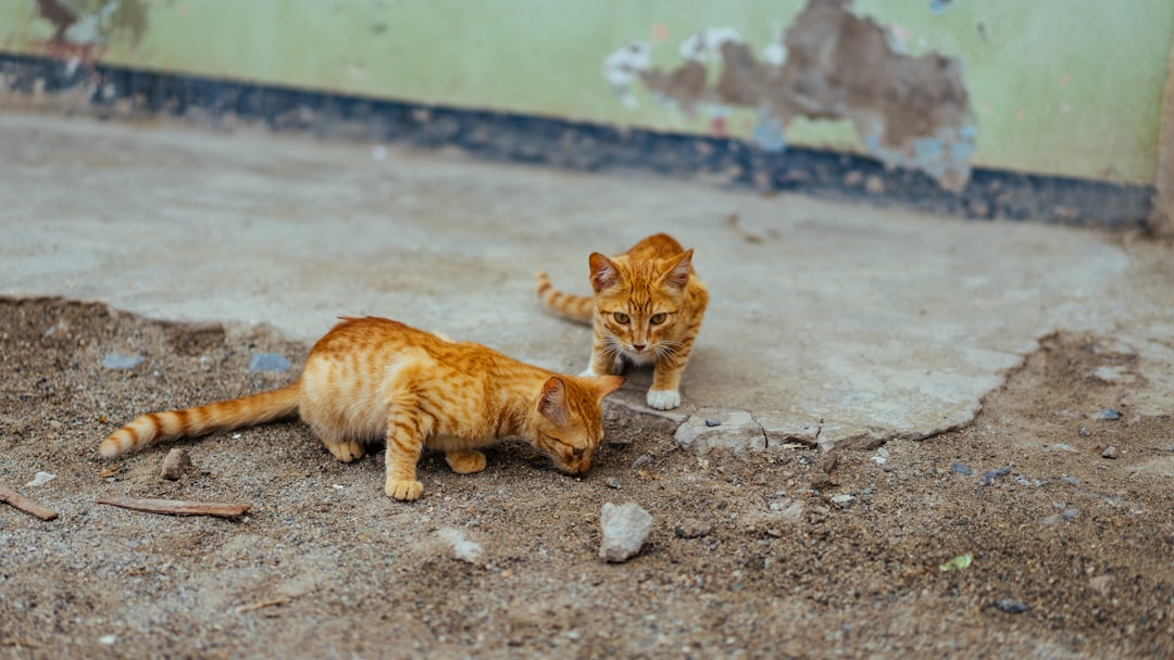 Kitten