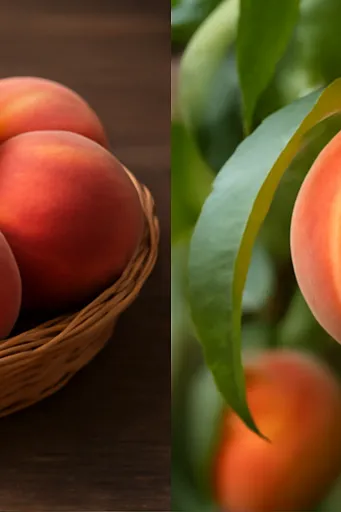 복숭아 보관방법2