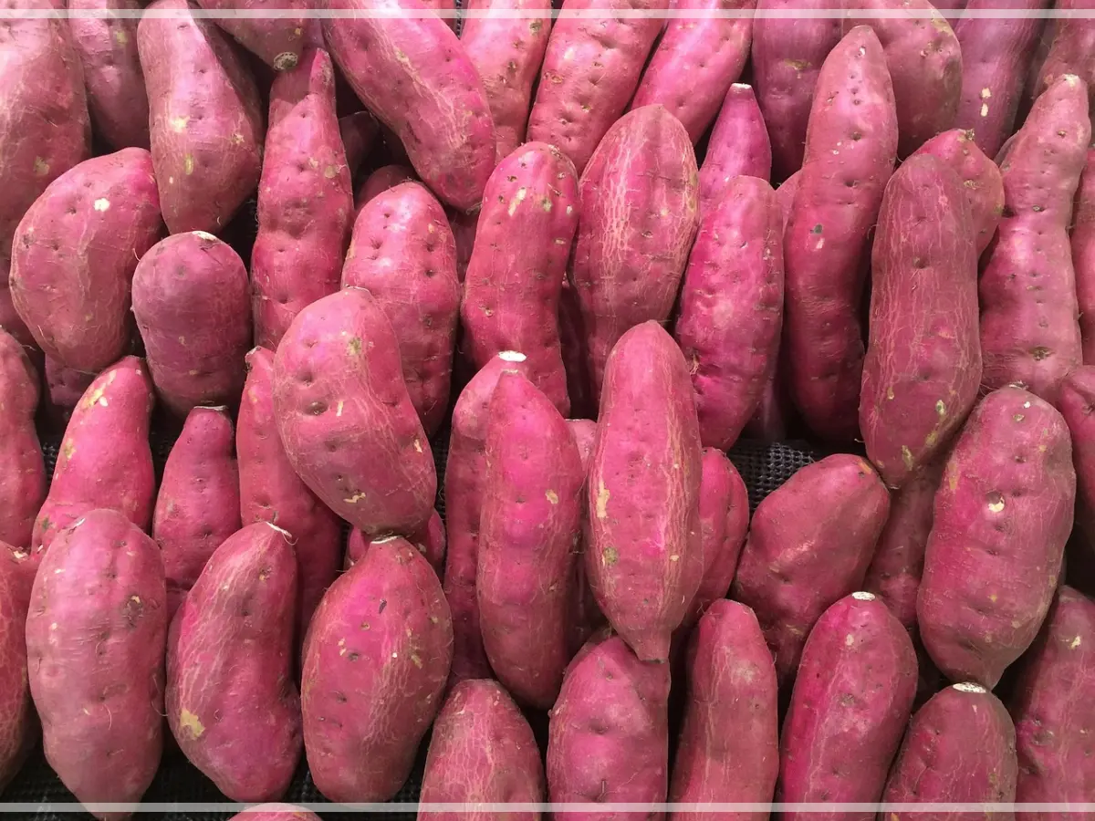 자색-고구마가-가득한-이미지