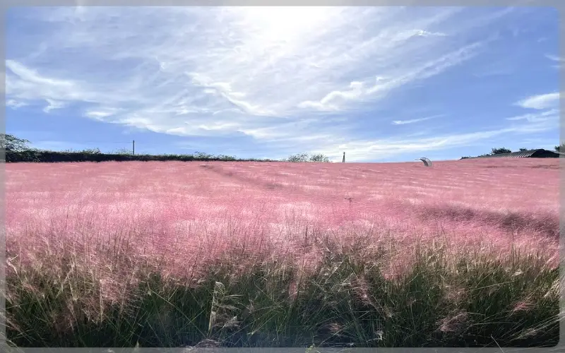 고창 핑크뮬리 축제_9