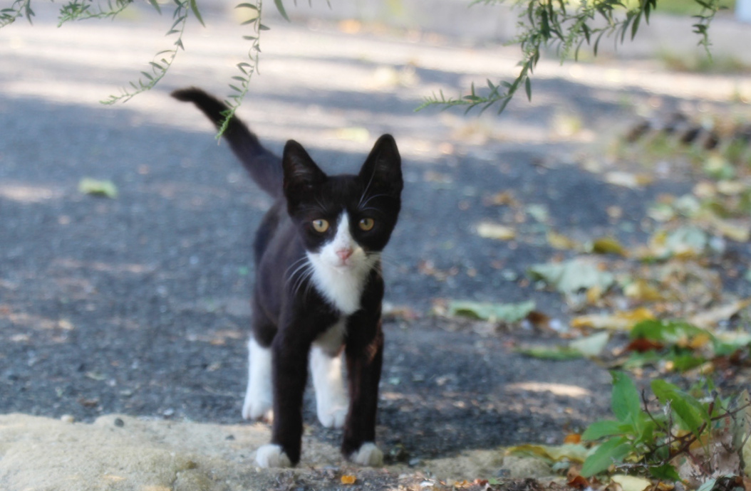 여름철 길고양이와 야생 고양이를 도울 수 있는 방법