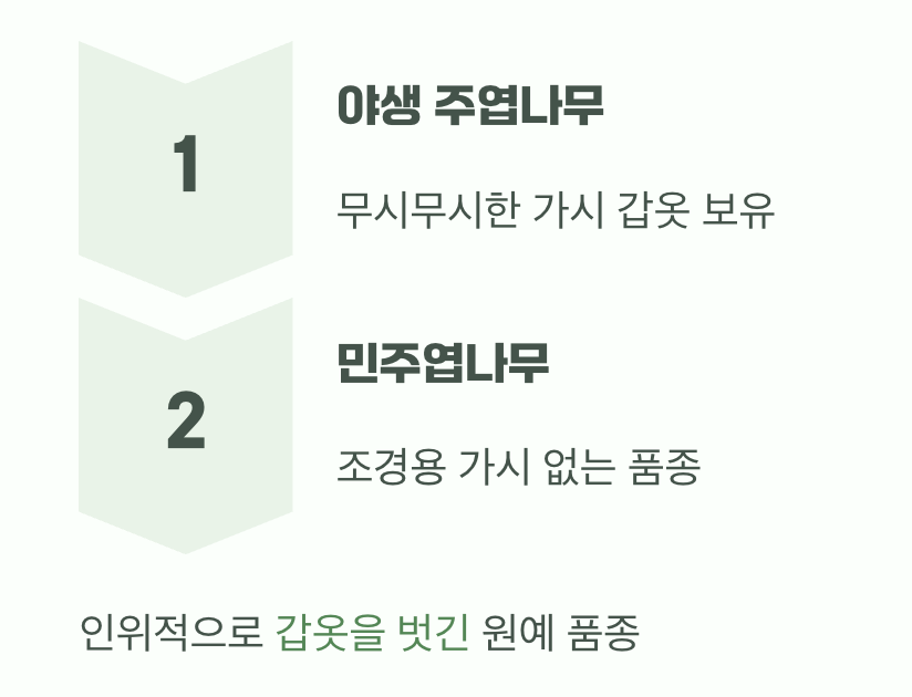 가시 없는 나무도 있다?