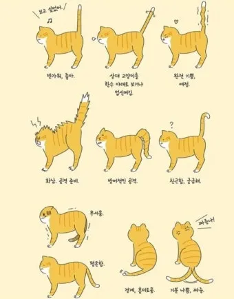 고양이 행동 분석 교정 언어 의미_8