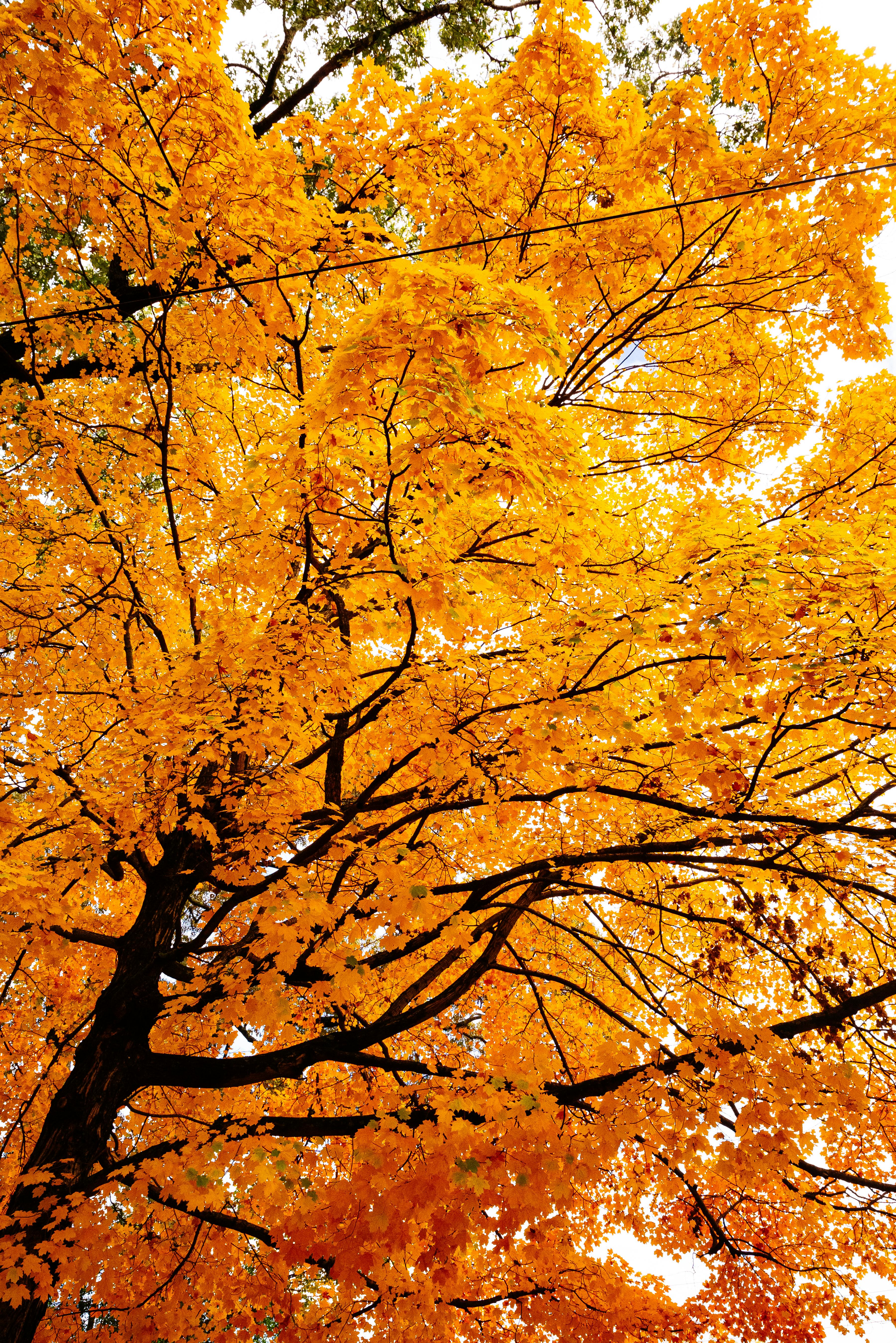 단풍축제에 관련된 사진