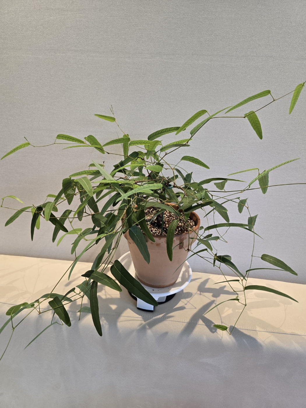 지금 초록잎이 가득한 보라싸리