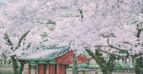 경주봄