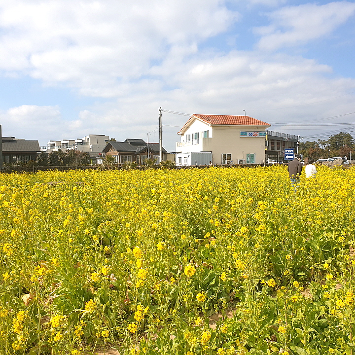 유채꽃