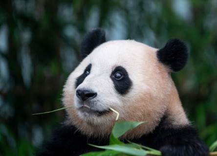 푸바오 교통카드