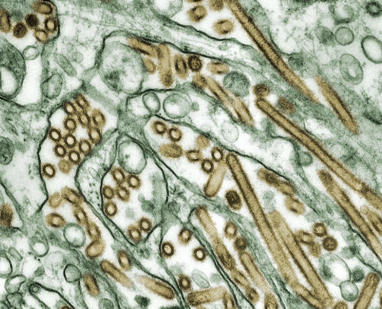 세스코 가정집 비용