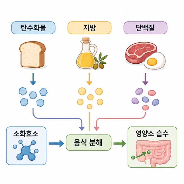 소화효소가 탄수화물, 지방, 단백질을 분해해 영양소 흡수를 돕는 과정을 설명한 이미지