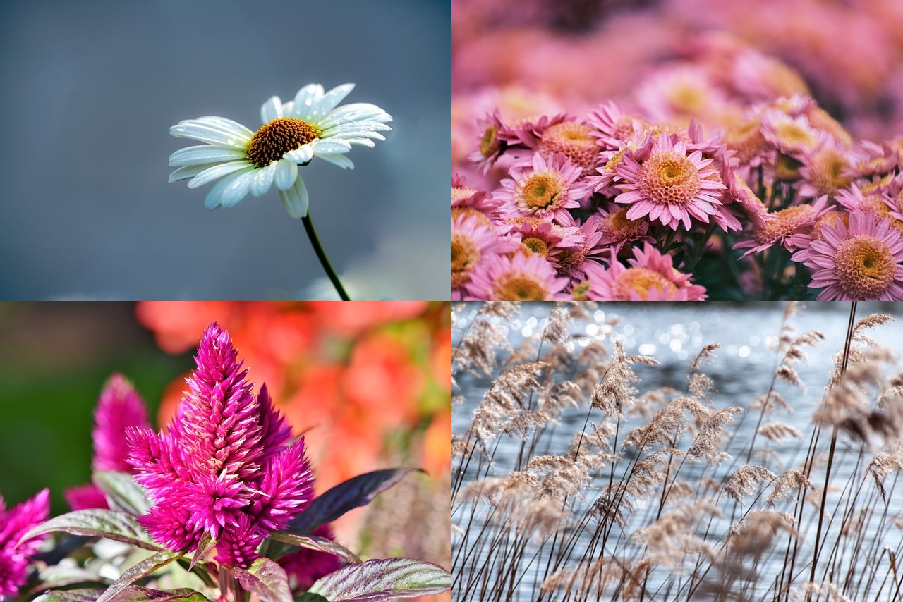 가을꽃 종류