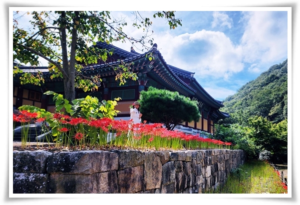 화초 "꽃무릇" 잎 없는 꽃, 가을 정원의 매혹적인 붉은 여왕!