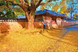 충남 은행나무 길