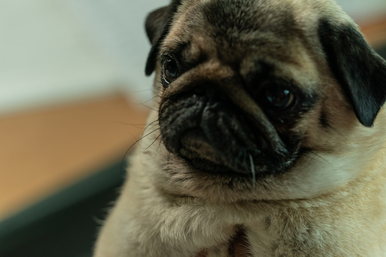 영화 멍뭉이 정보 ott 등장인물 줄거리 후기 