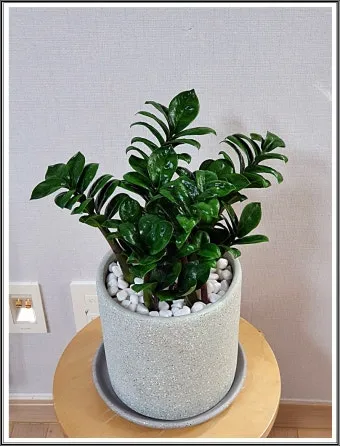 보석금전수 물주기 키우기 잎꽂이 꽃 노란잎 관리 재물운_12