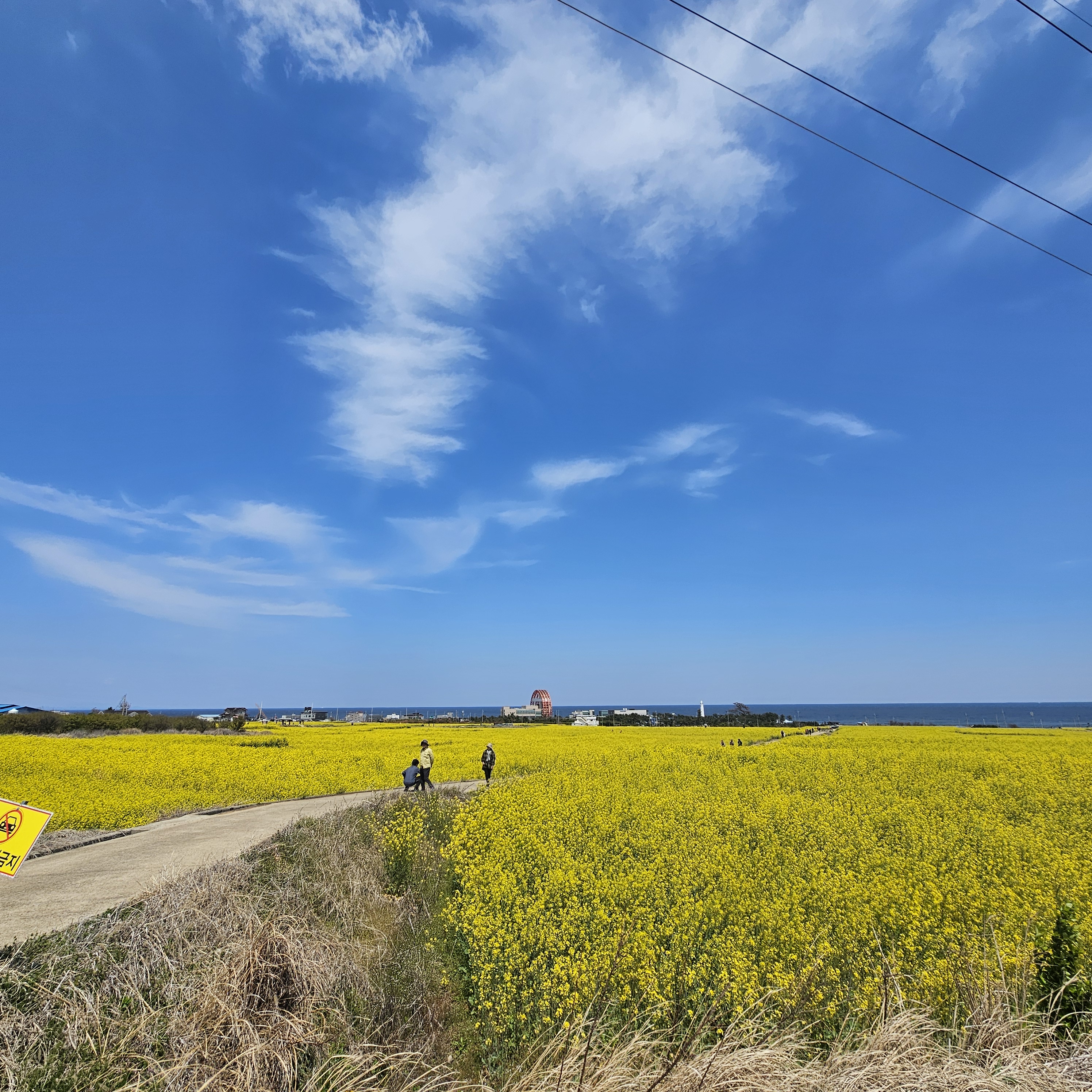 포항 호미곶 유채꽃에 바다를 담다