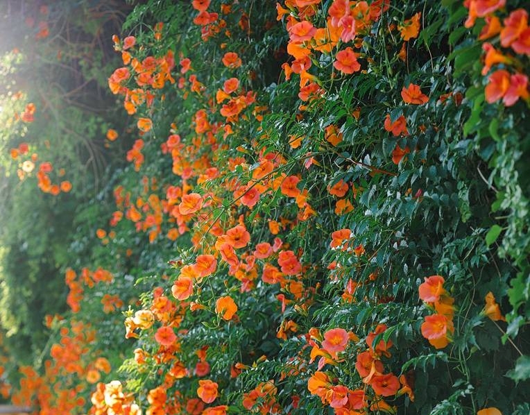 서울 뚝섬한강공원 능소화