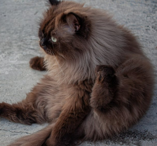 먼치킨 유전병 특징 성격 짧은 다리 이유 입양 전 필독