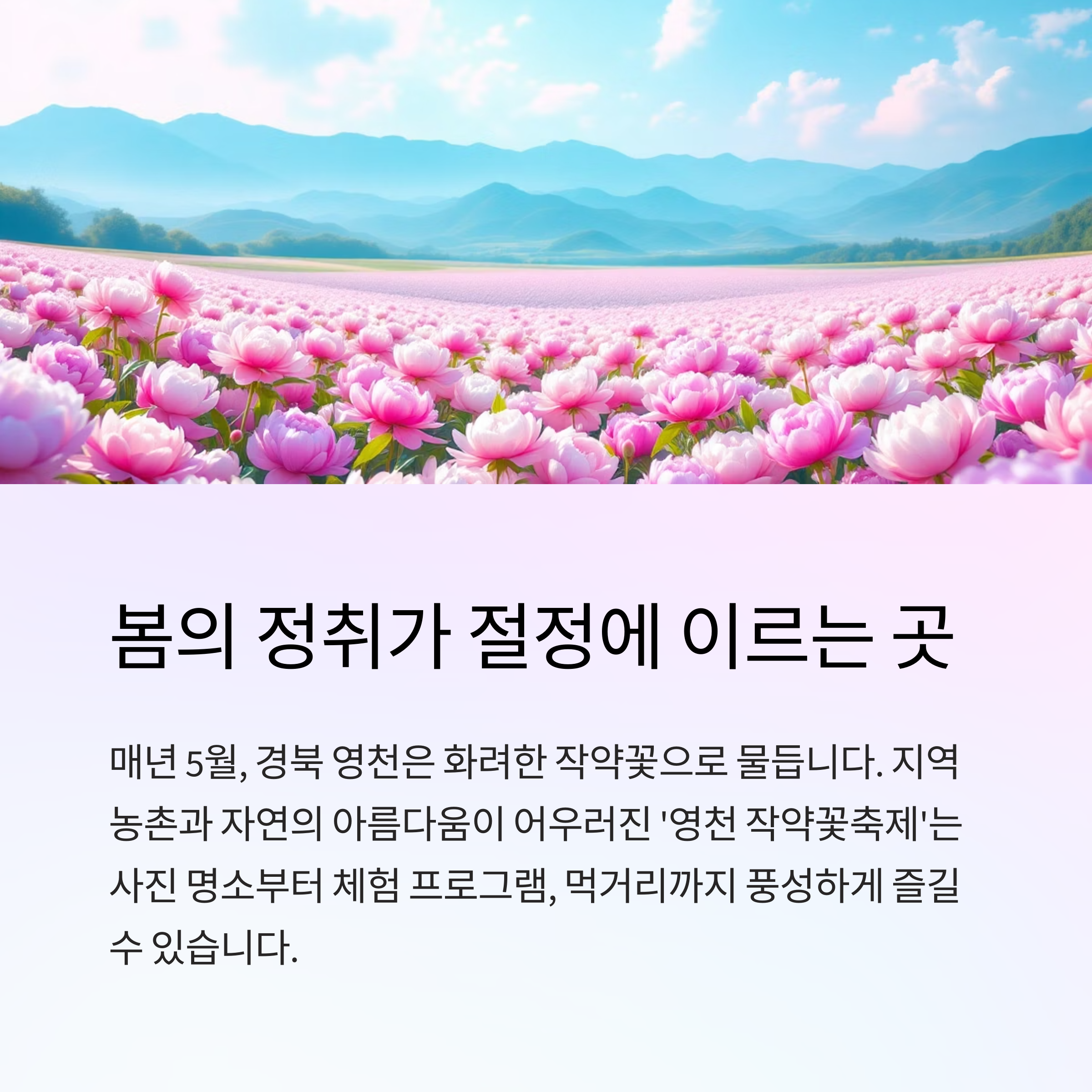 영천에서 만나는 봄의 절정, 작약꽃축제 완전정복