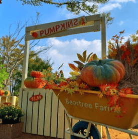 베어트리파크 단풍축제 할인&amp;#44; 맛집&amp;#44; 주차장