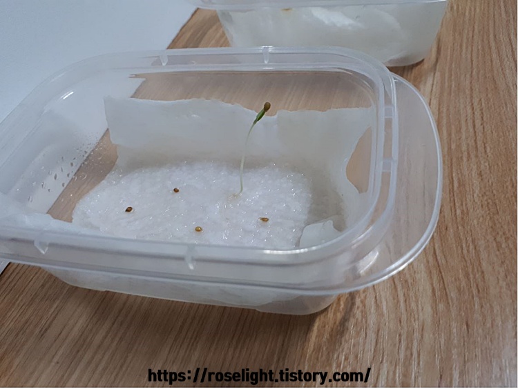 일주일 지난 방울토마토 씨앗