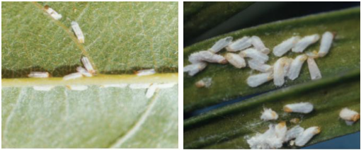 출처(산림청) - 식나무깍지벌레