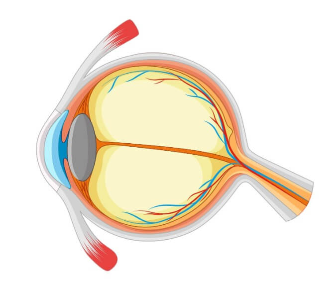 안구의 측면에서 설명하는 모습