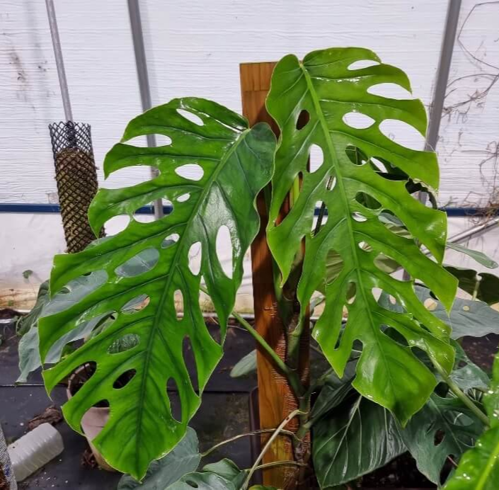 몬스테라 두비아의 잎은 이른 개체와 성인 개체의 모양이 완전히 다릅니다. 어린 개체는 반짝이는 잎맥에 하트모양으로 벽이나 나무막대에 부착되어 자라지만 성인 개체는 길고 구멍이 숭숭 뚫린 웅장하고 아름다운 모습으로 자라납니다.